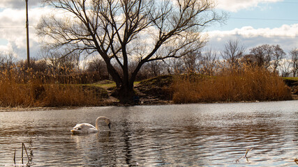 Lebelles feed and swim in the river