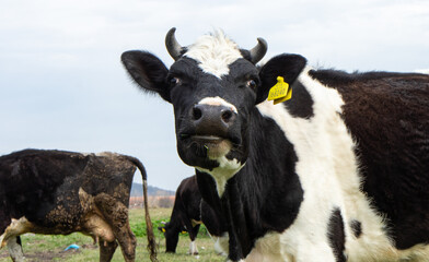 Black and white cow grazing in the meadow