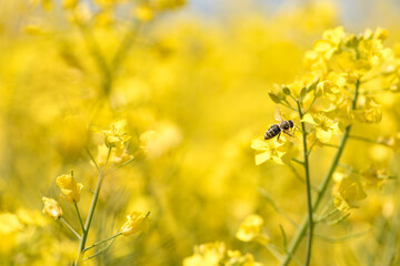 Honneybee collecting nectar on a rape flower