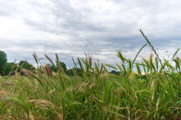 Fototapeta premium grass and sky