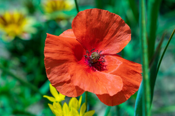 Gorgeus red poppy flower in the field