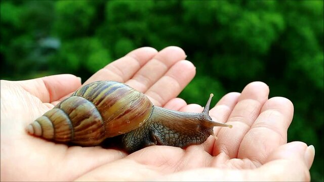 Footage of a little brown snail in woman's hand