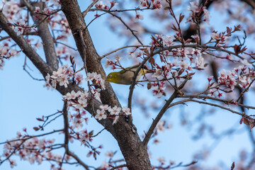 cherry blossom and a white eye.