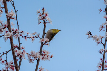 cherry blossom and a white eye.