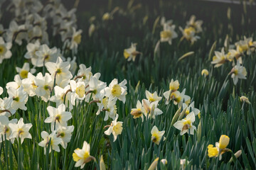  a yellow and white narcissus