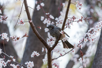 A cherry blosom and a bulbul．
