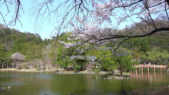 白水阿弥陀堂の桜（福島県・いわき市）