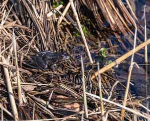 Ein Frosch sitzt im Schilf