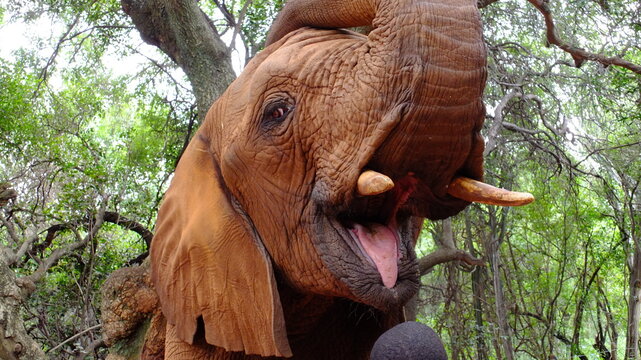 african elephant with open mouth in the jungle, shows tusk and tongue