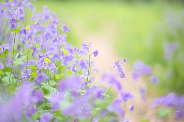 purple flowers on green background