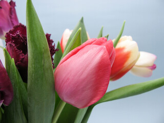 bouquet of colorful, yellow, red, purple tulips for women