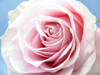The head of a pink delicate blooming rose is close.