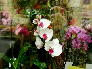 Indoor flower white orchid with pink flecks on the shop window.
