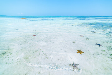 Seastars in turquoise transparent water, tropical caribbean sea, clean uncontaminated environment,...