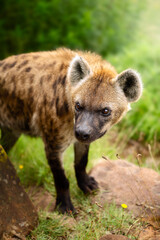 Spotted hyena ( Crocuta crocuta ) portrait close-up in beautiful soft light. Fine art. Stock - 425228462