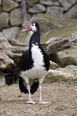 Fototapeta premium The Spur-winged Goose, Plectropterus gambiensis is a large interesting duck on high legs
