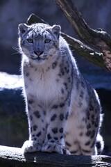 A snow leopard, Panthera uncia, sits high on a branch and observes the surroundings