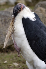 Greater adjutant, Leptoptilos crumeniferus, a large useful bird, destroys corpses