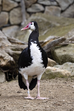 The Spur-winged Goose, Plectropterus gambiensis is a large interesting duck on high legs
