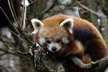 The red panda, Ailurus fulgens, is cold, lying curled up in the branches