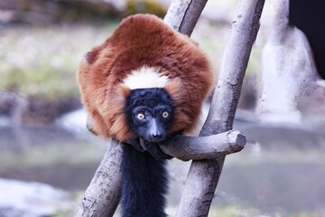A red ruffed lemur, Varecia rubra, sits on a branch and observes the surroundings