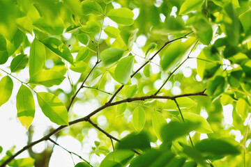 Fototapeta na wymiar A tree with brightly colored branches and leaves that are naturally beautiful.