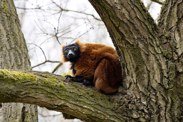 A red ruffed lemur, Varecia rubra, sits on a branch and observes the surroundings