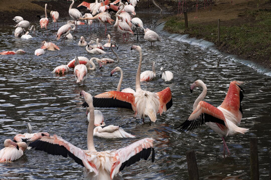 Rosa Flamingo's wedding dances, Phoenicopterus roseus, are really difficult to photograph
