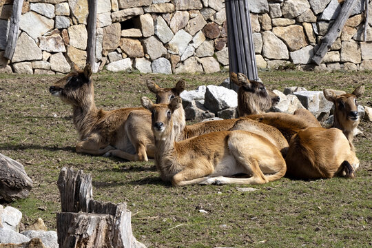 A small herd of Lechwe, Kobus megaceros, resting on the ground