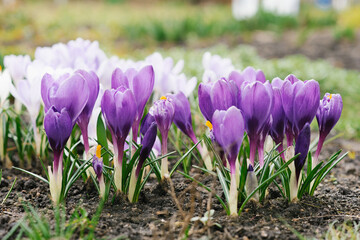 Spring purple crocuses close-up in the garden bloom in the spring. Selective Focus