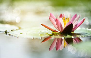 beautiful lotus flower blossom in pond