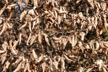 Natural background with dry leaves after winter on a Corylus avellana bush on a sunny day