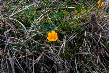 crocuses yellow wild in the forest, first spring flowers