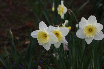 Narcissus - Beautiful spring flowers blooming in the garden