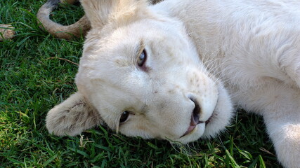 white lion cub lying on grass on his side