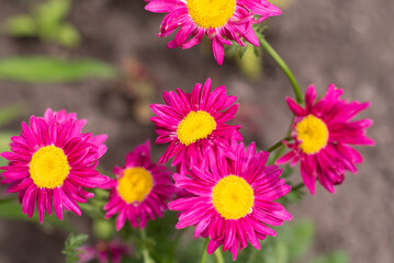 Obraz premium The pink pyrethrum, or Persian Daisy, lat. Pyrethrum roseum