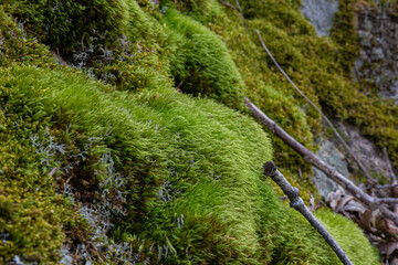 moss covered rocks