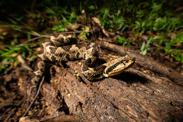 Jumping Pit Viper Metlapilcoatlus nummifer
