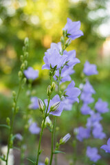 Detailed close-up of Campanula, Canterbury-Bells