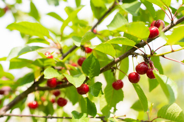 Obraz premium Cherries hanging on a cherry tree branch.