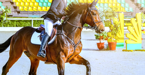 Horse and rider in uniform. Beautiful chestnut horse portrait during Equestrian sport show jumping...