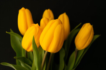 Bouquet of yellow tulips on a black background.
Selective focus