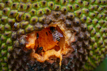 Jackfruit eaten by insects, pests.