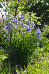 Blue and purple Siberian irises bloom in the garden on a sunny day.