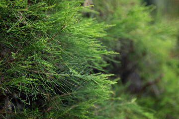 Beauty of nature, Green leaves for background