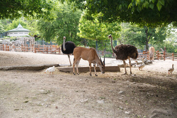 Ostriches and antelopes graze in an aviary at the zoo.