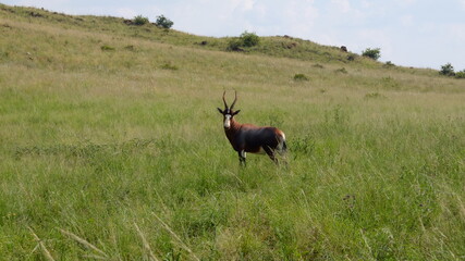 South Africa Gemsbok, Oryx gazella, antelope in grass