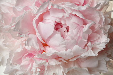 Floral background, a fragment of a gently pink peony flower, close-up.