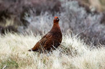 Red Grouse male, Scientific name: Lagopus Lagopus.  Stood in natural Grouse moor habitat with grasses and reeds. Facing right in Springtime..  Flared red eyebrows.  Horizontal.  Space for copy.
