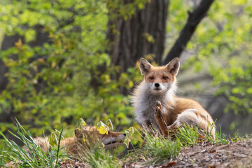 キタキツネの夫婦